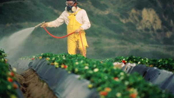 Pesticídy Monsanta či genocída?