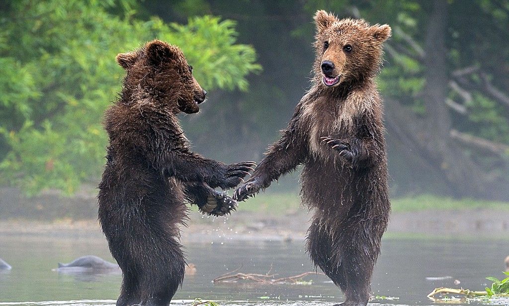 Písali sme pred rokom … Mainstream a protiruskí fanatici ignorujú oficiálny postoj Ruska. Ten…