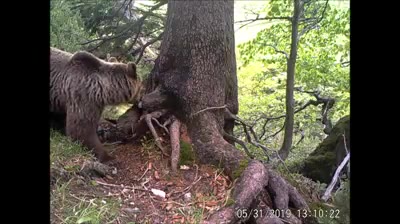Bears in the Mala Fatra Mountains, Slovakia Credit Vlado Trulik Medvede v Malej Fatre…